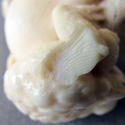 Monkey and Toad Ivory1